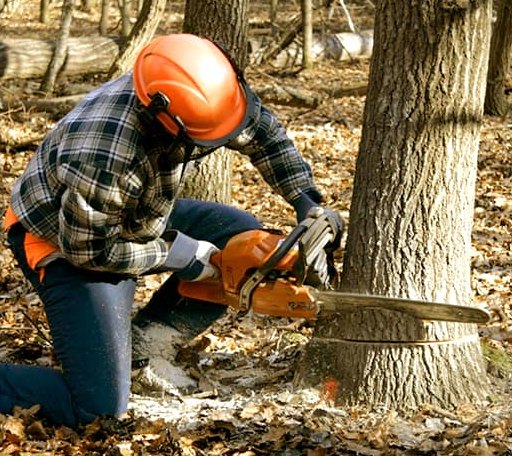 Tree Removal in Oxford, ME